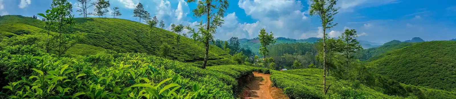 Tea Gardens in Munnar