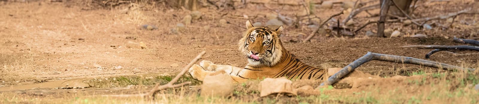 Ranthambore
