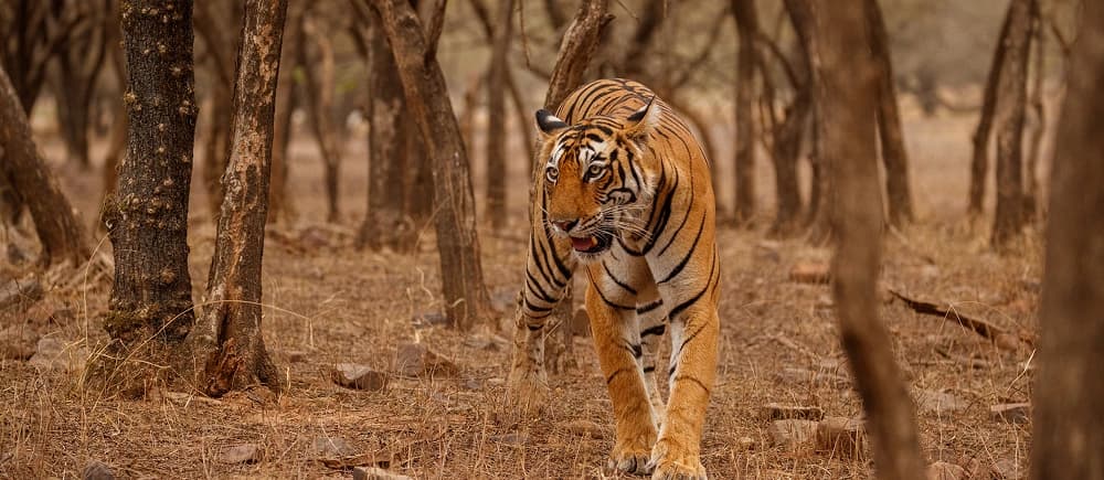 Indian Wildlife Tour