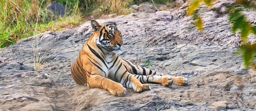Wildlife in North India