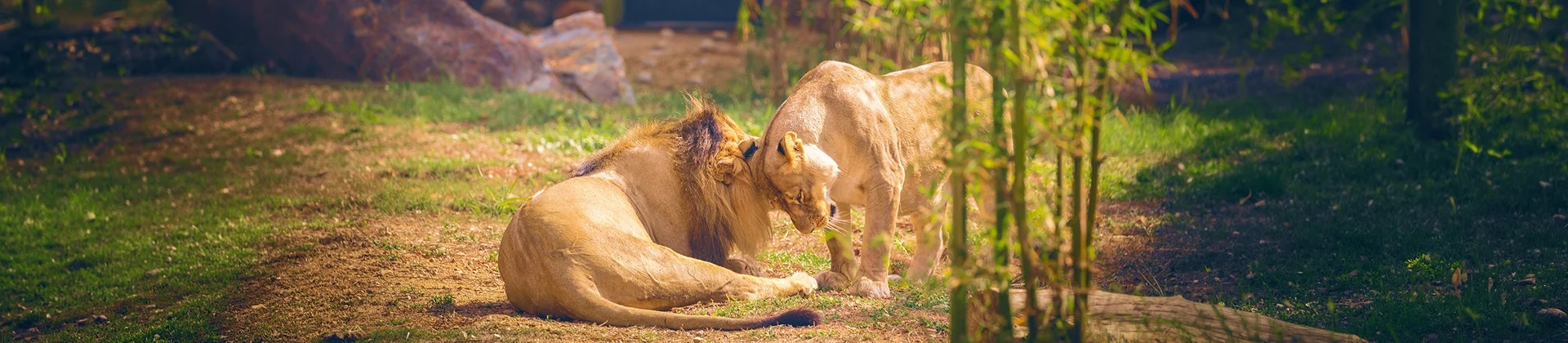 Nature and Wildlife