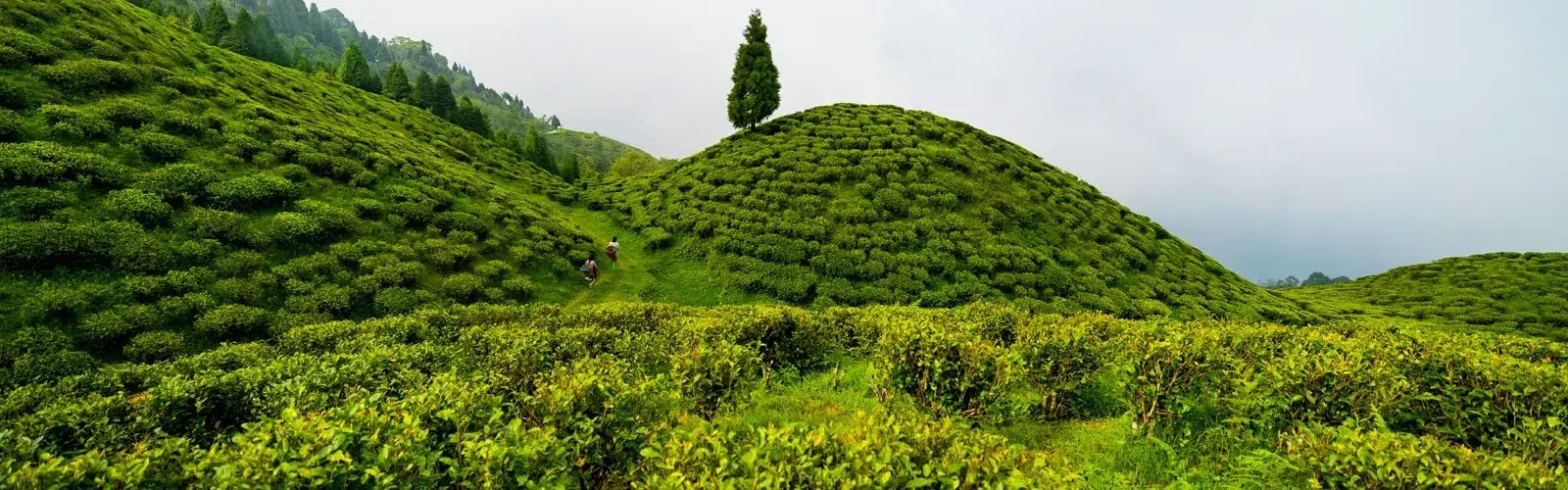 Bindu Dam