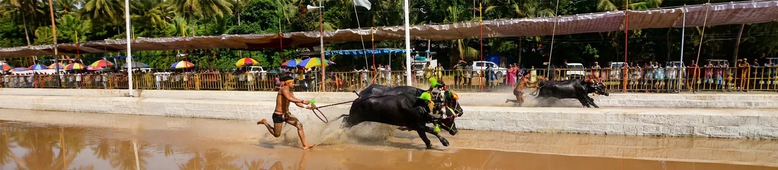 Kambala Festival
