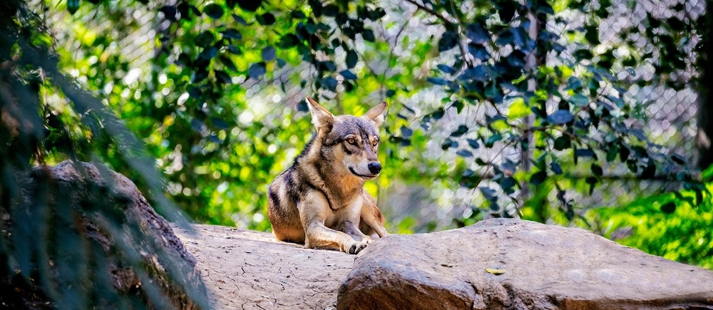 Karnataka Hills & Wildlife