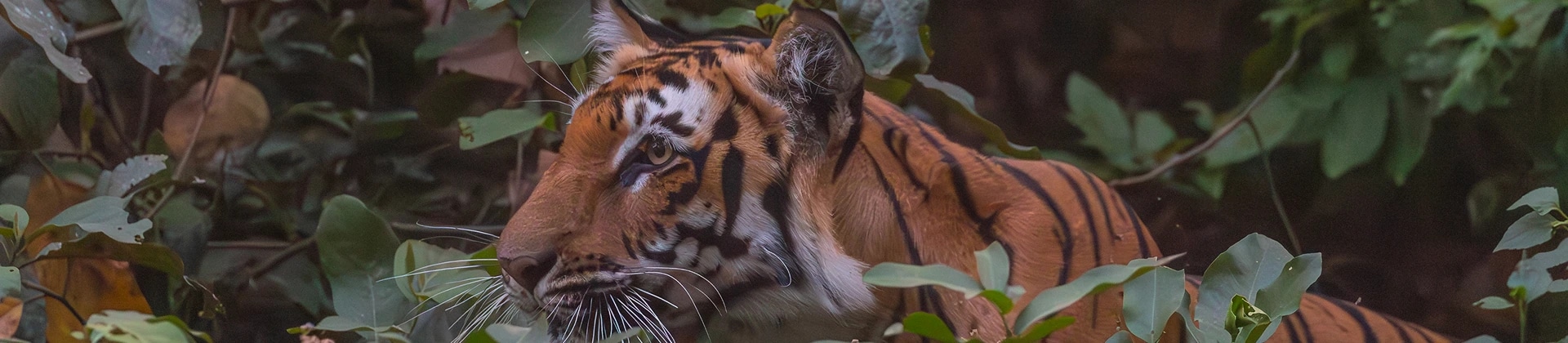 Bandipur National Park
