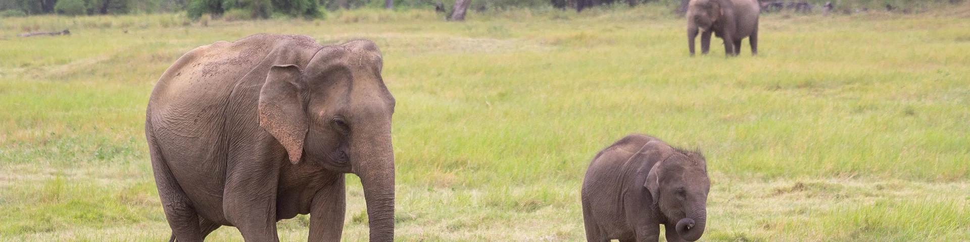 Bibhuti Bhusan Wildlife Sanctuary