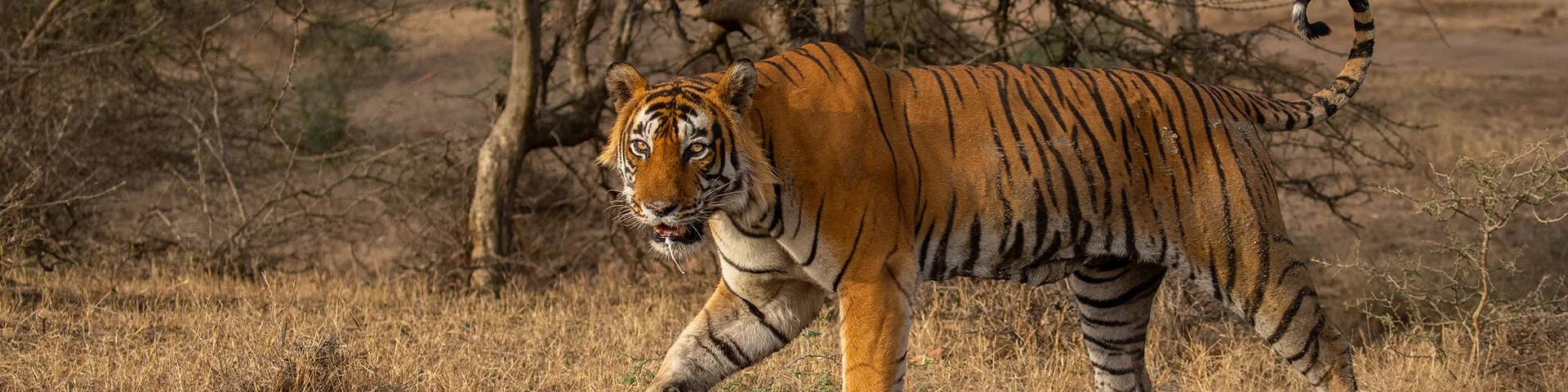 Brahmagiri Wildlife Sanctuary