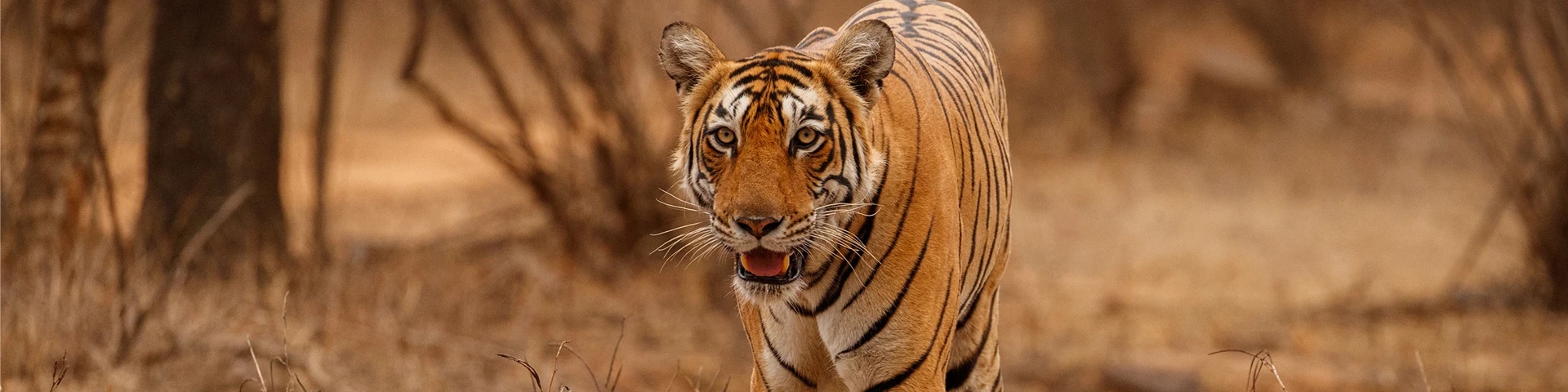 Wildlife in India