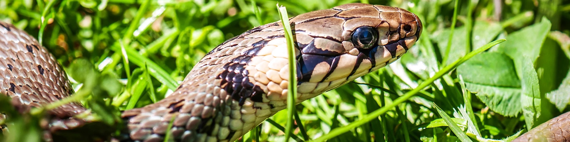 Chapramari Wildlife Sanctuary