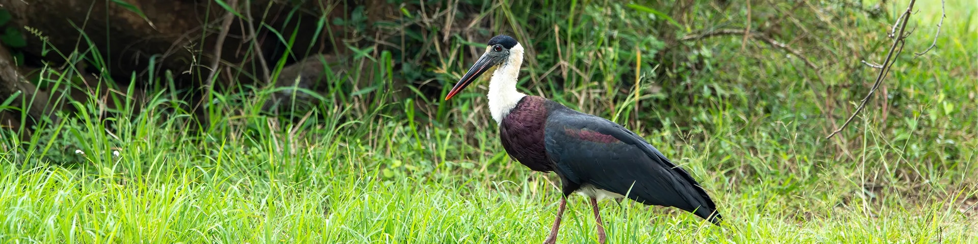 Chimmony Wildlife Sanctuary