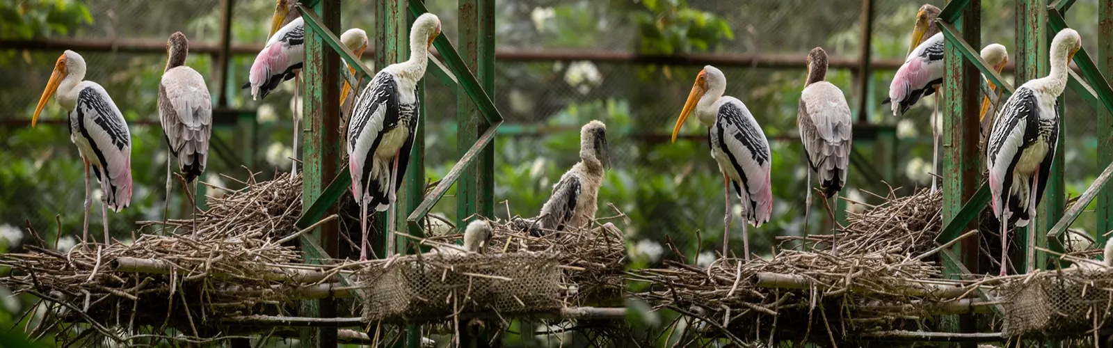 Chintamani Kar Bird Sanctuary