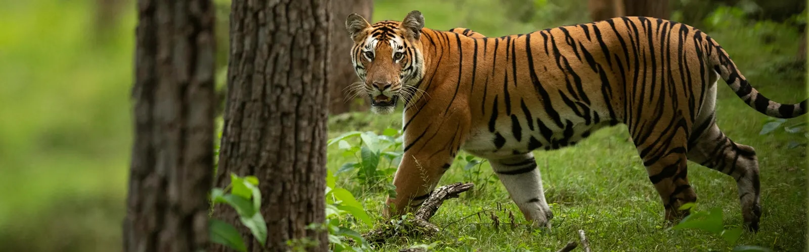 Dandeli Wildlife Sanctuary
