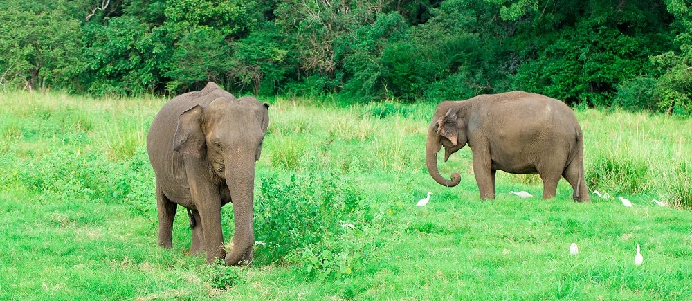 Elephants Of South India