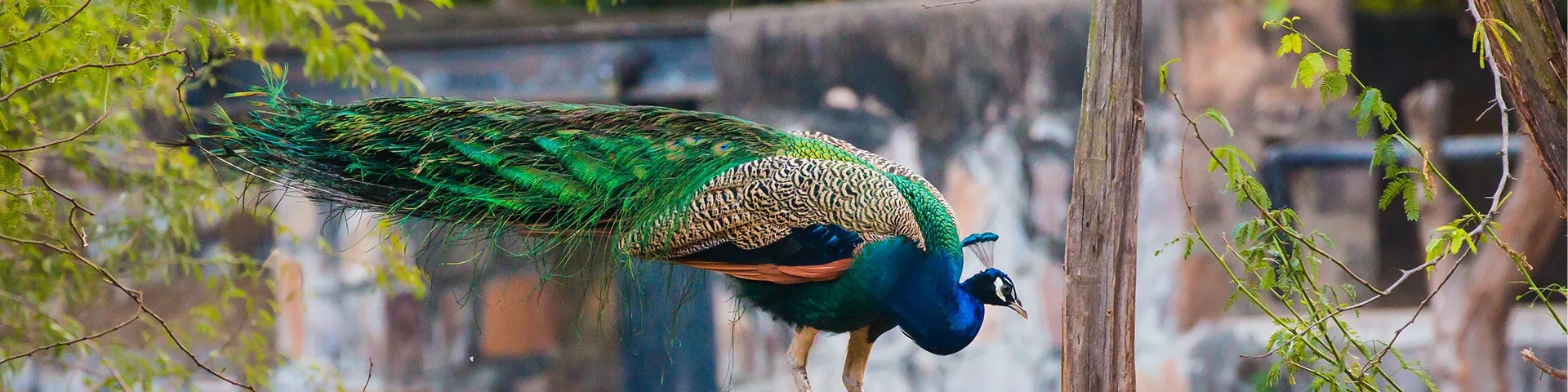 Gajner Wildlife Sanctuary