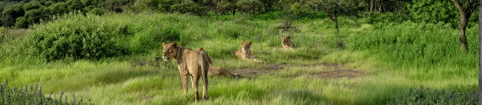 Gir Forest