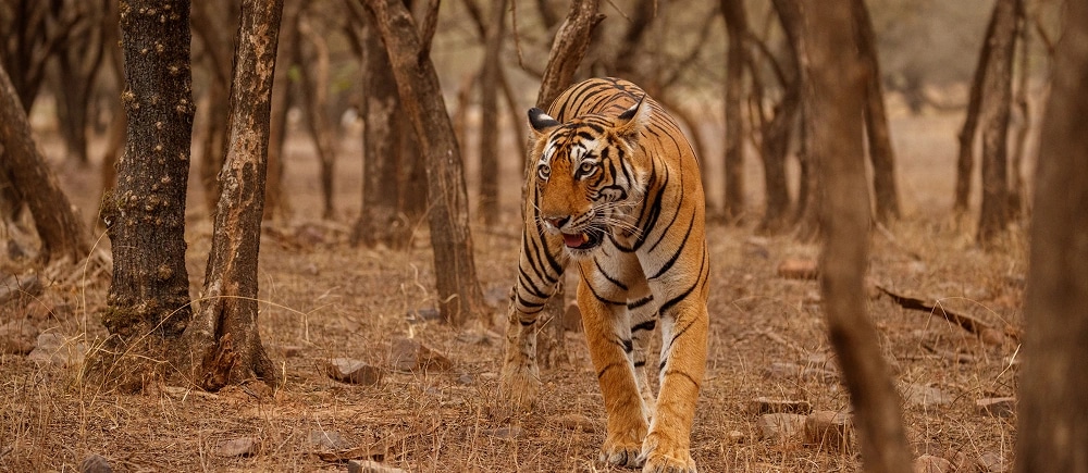 Indian Wildlife Tour