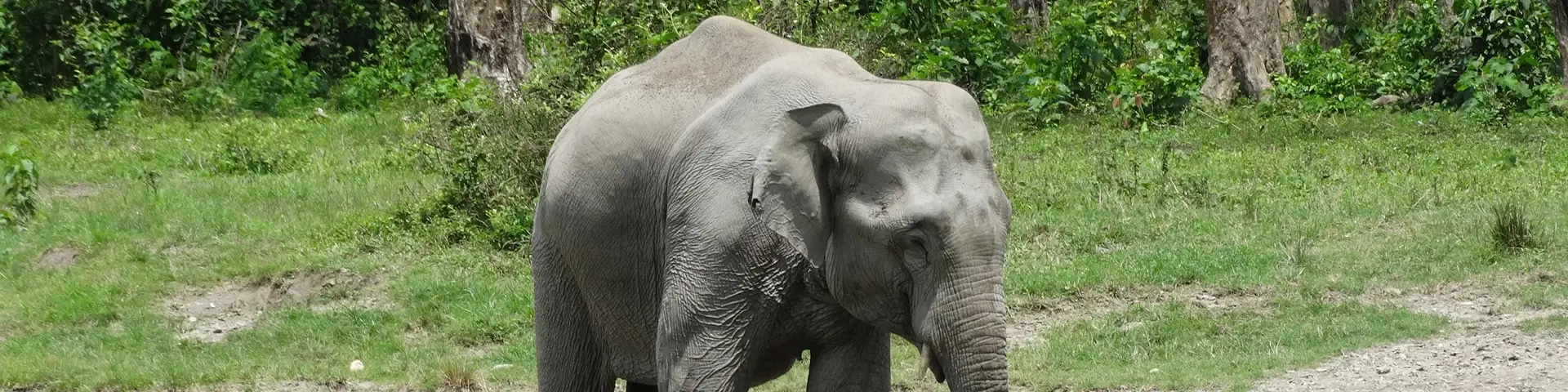 Jaldapara National Park