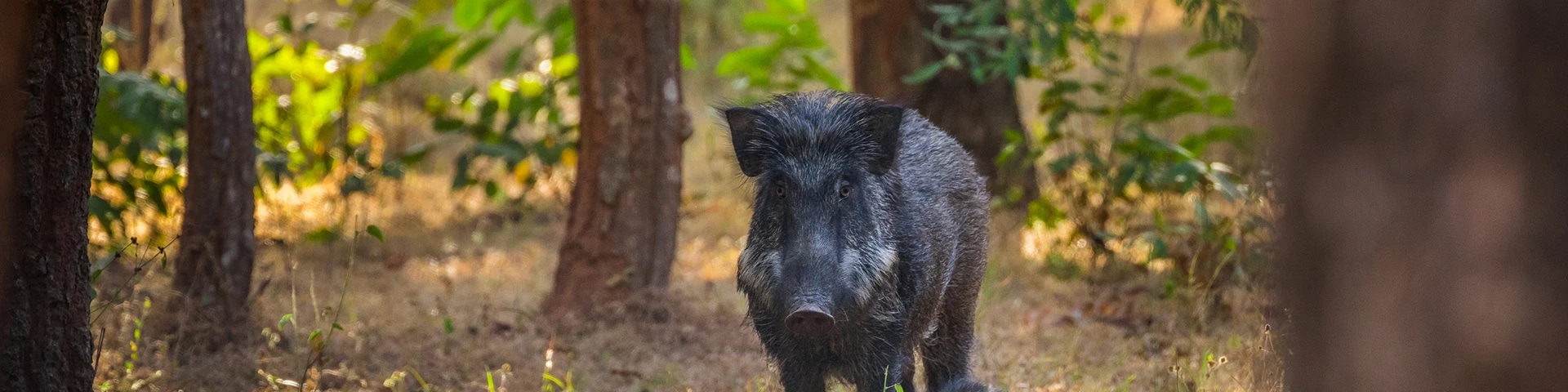 Kanha National Park