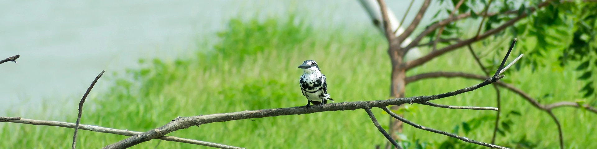 Kumarakom Bird Sanctuary
