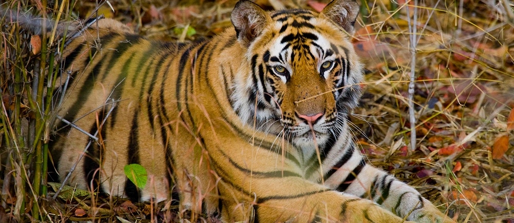 12-Day Madhya Pradesh Tiger Safari Tour Package – Explore India’s Best Wildlife Destinations