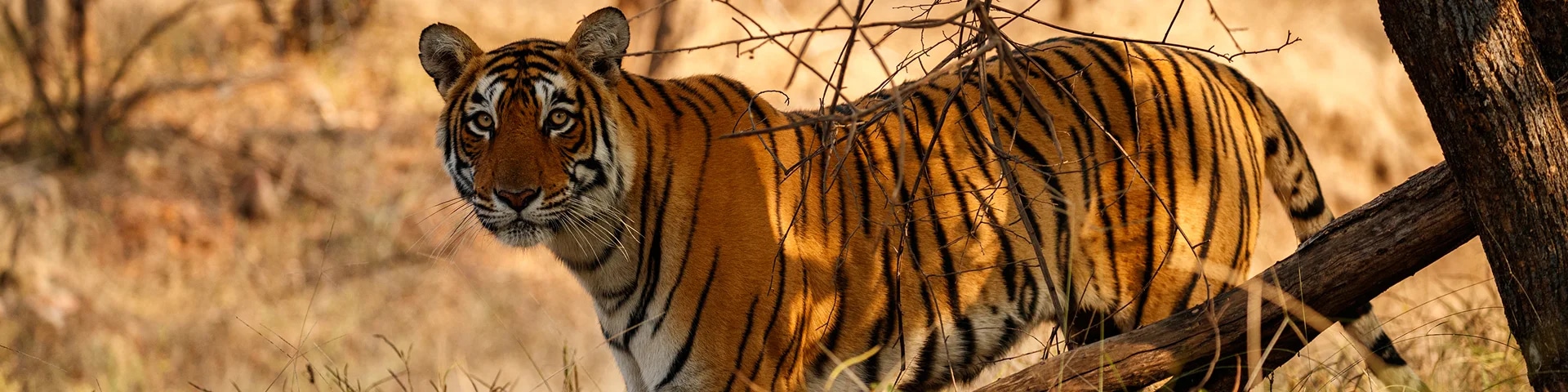 Mahananda Wildlife Sanctuary