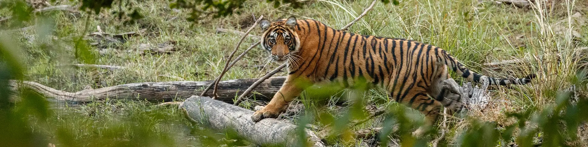 Neyyar Wildlife Sanctuary