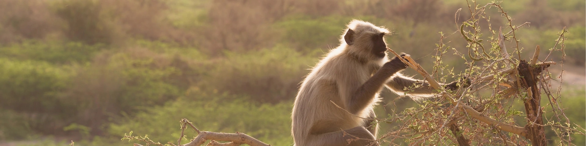 Sorsan Wildlife Sanctuary