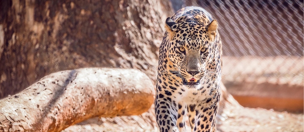 Southern Nature And Wildlife Tour