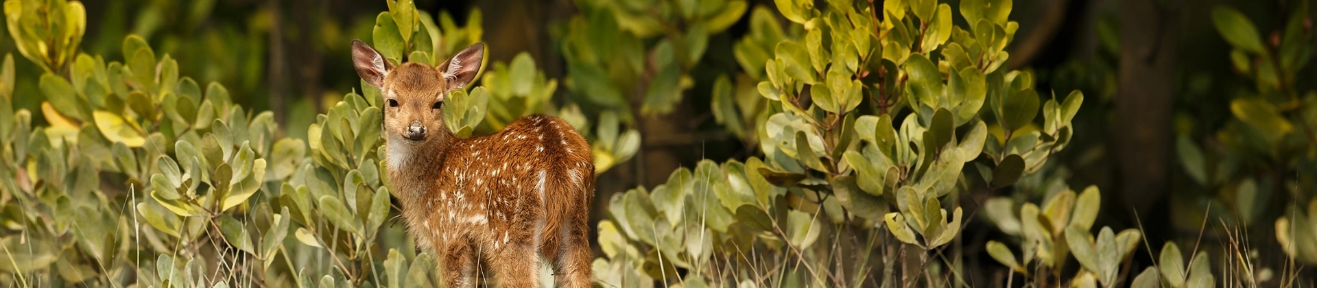 Sundarbans Forest