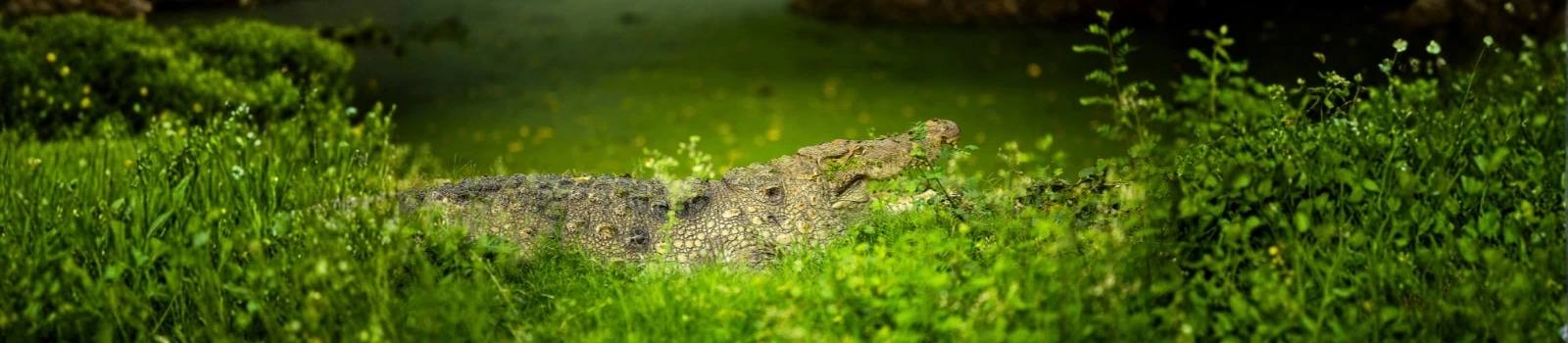 Periyar Wildlife Sanctuary