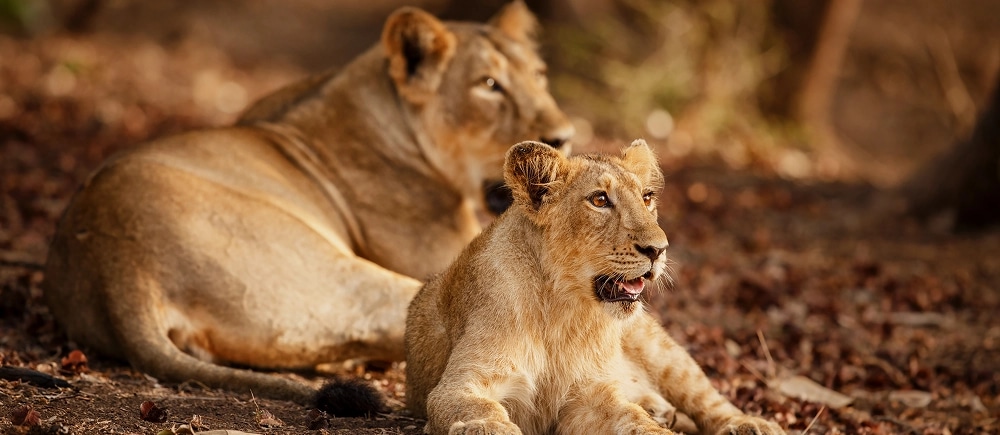 Wildlife Of Gujarat Tour Package