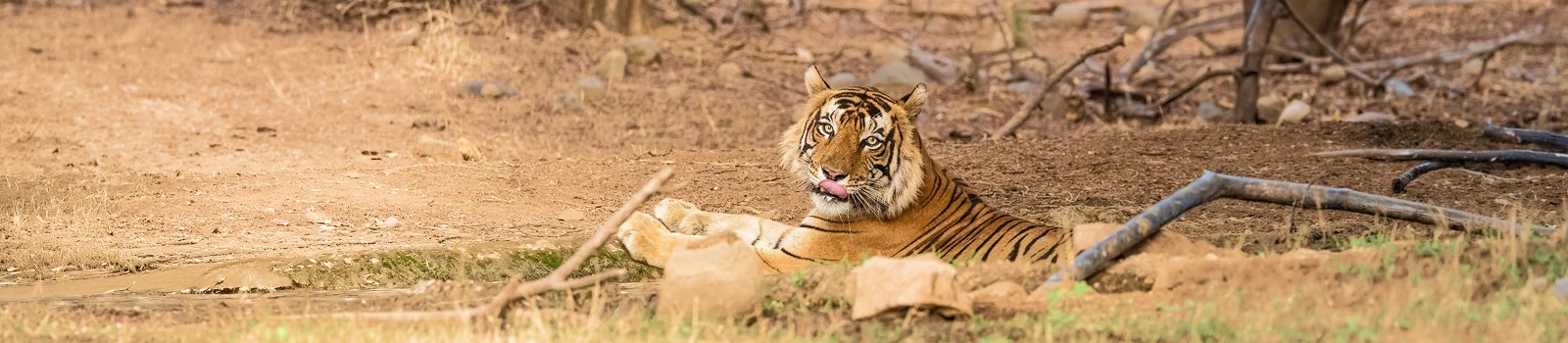 Ranthambore