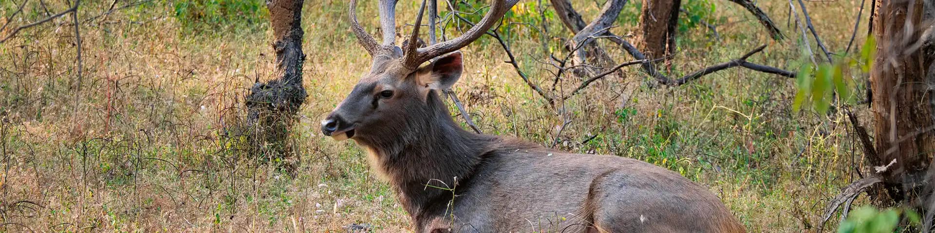 Bandh Baretha Wildlife Sanctuary