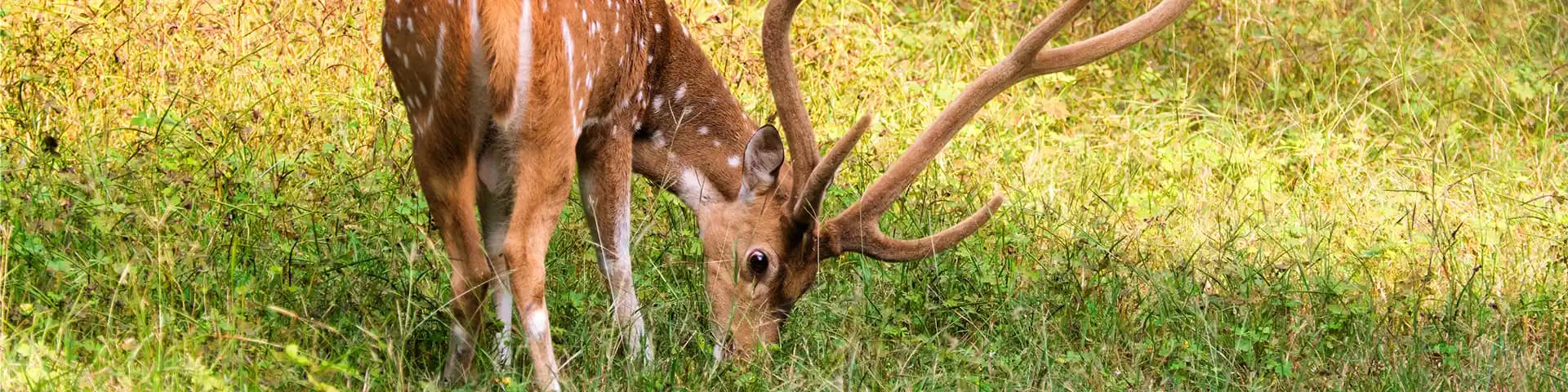 Bethuadahari Wildlife Sanctuary