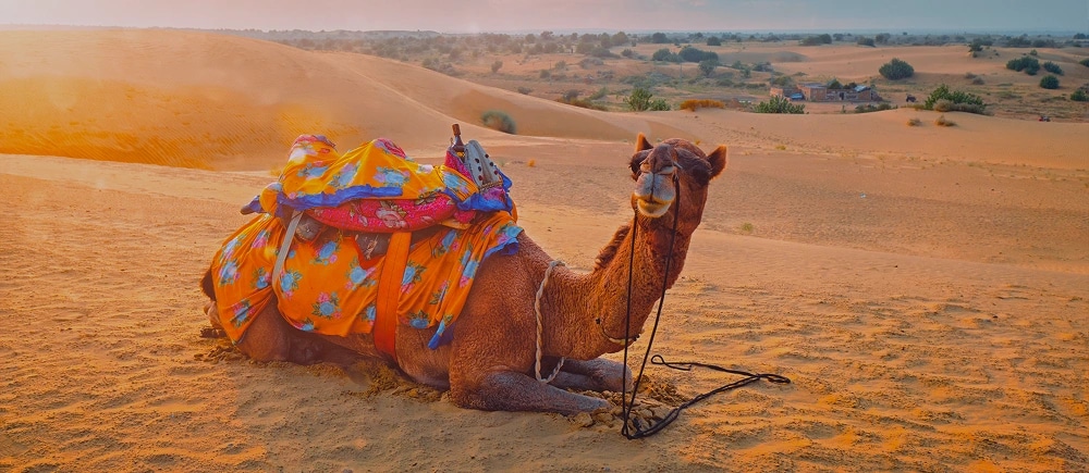 Camel Safari Tour