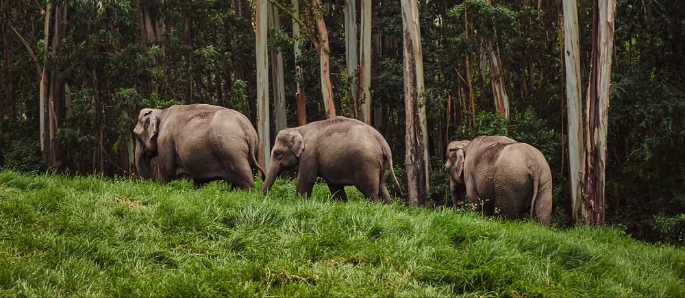 Gentle Giants South India's Elephants