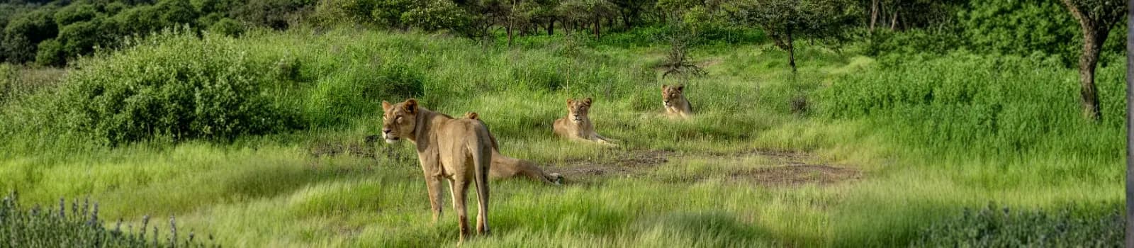 Gir Forest