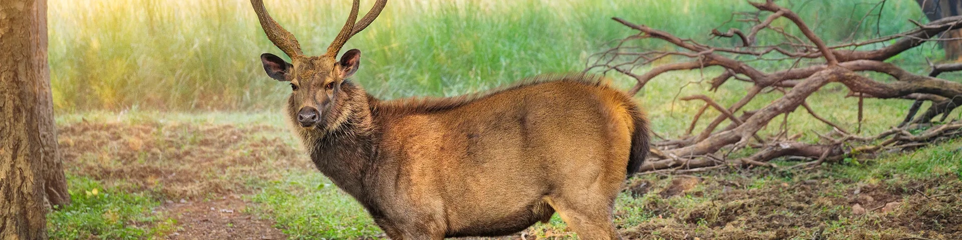 Katarniyaghat Wildlife Sanctuary