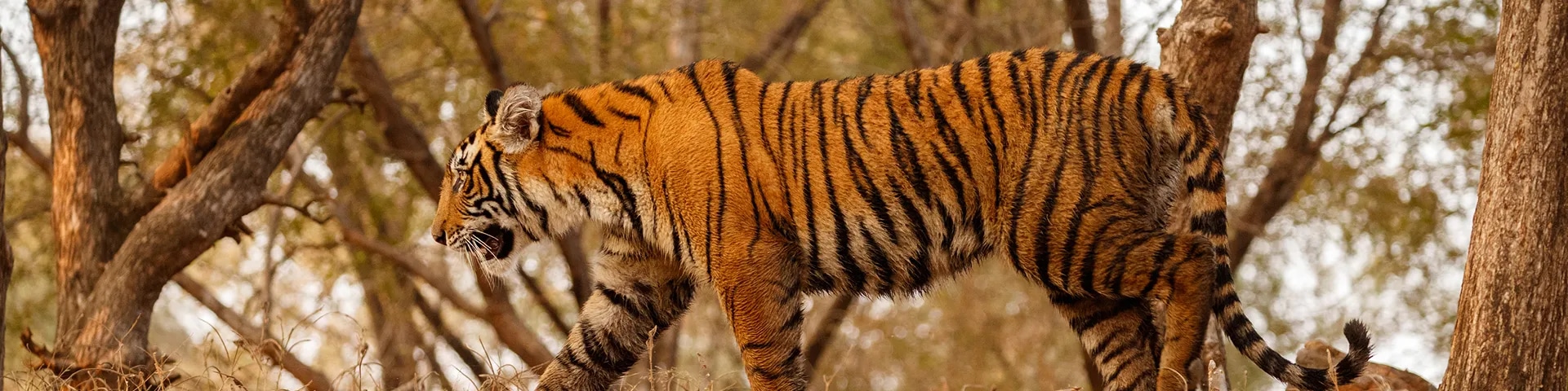 Ranipur Wildlife Sanctuary