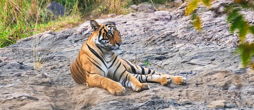 Wildlife in North India