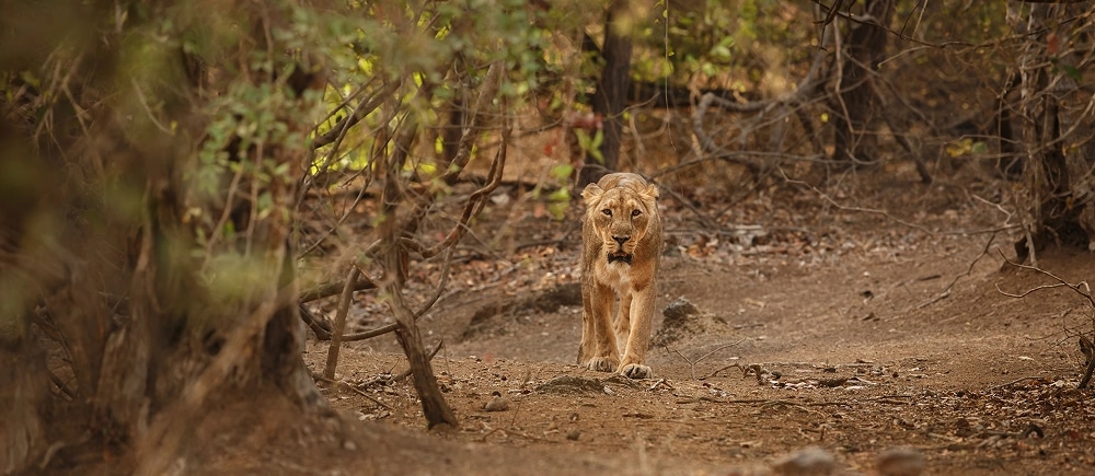 Wildlife of Gujarat