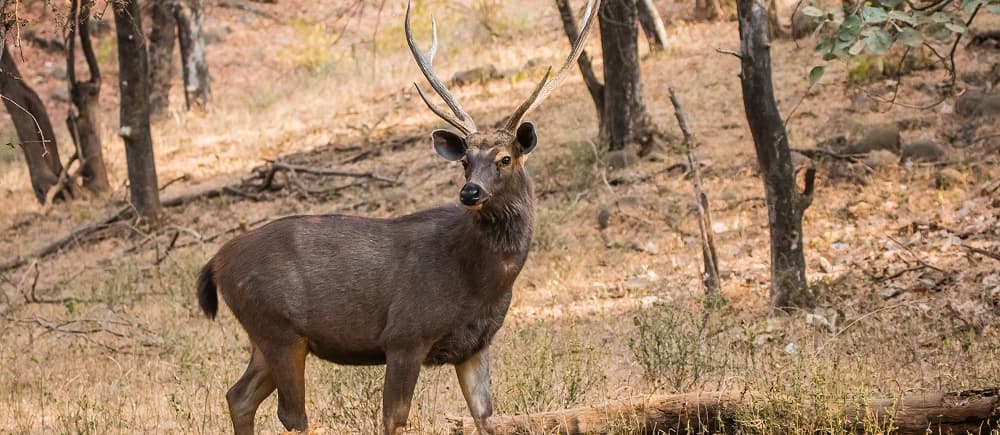 Wildlife of North and South India