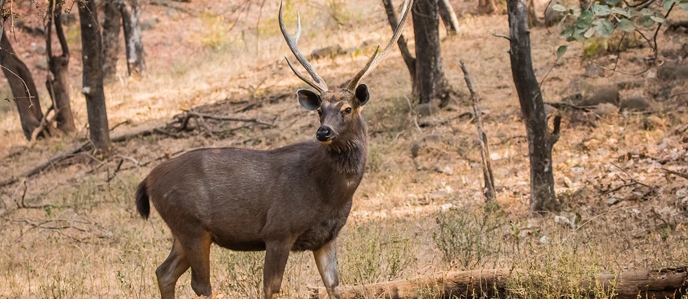 Wildlife of North and South India