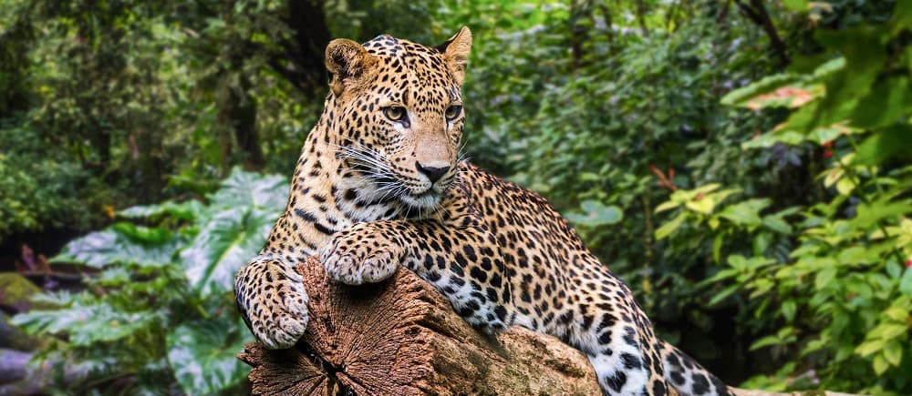 Explore Sri Lanka – Heritage, Wildlife & Beaches