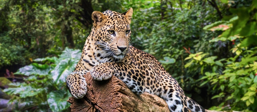 Explore Sri Lanka – Heritage, Wildlife & Beaches