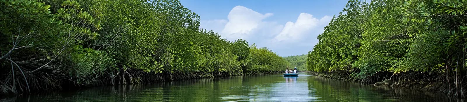 Pichavaram Mangrove Forest