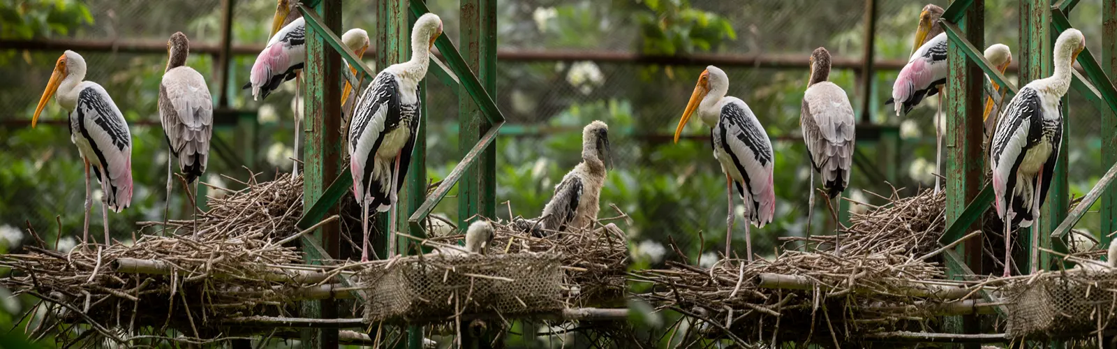 chintamani-kar-bird-sanctuary