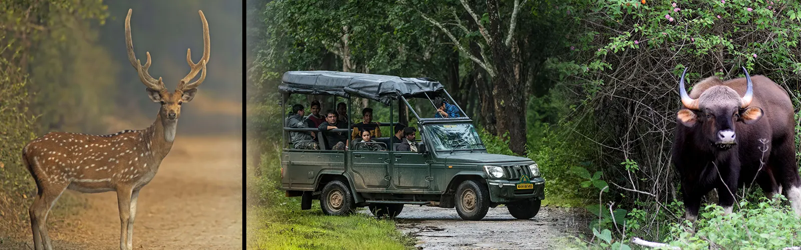 karnataka-wildlife-sanctuaries