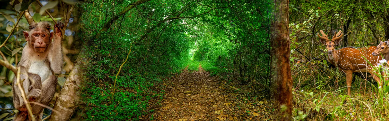 kerala-wildlife-sanctuary