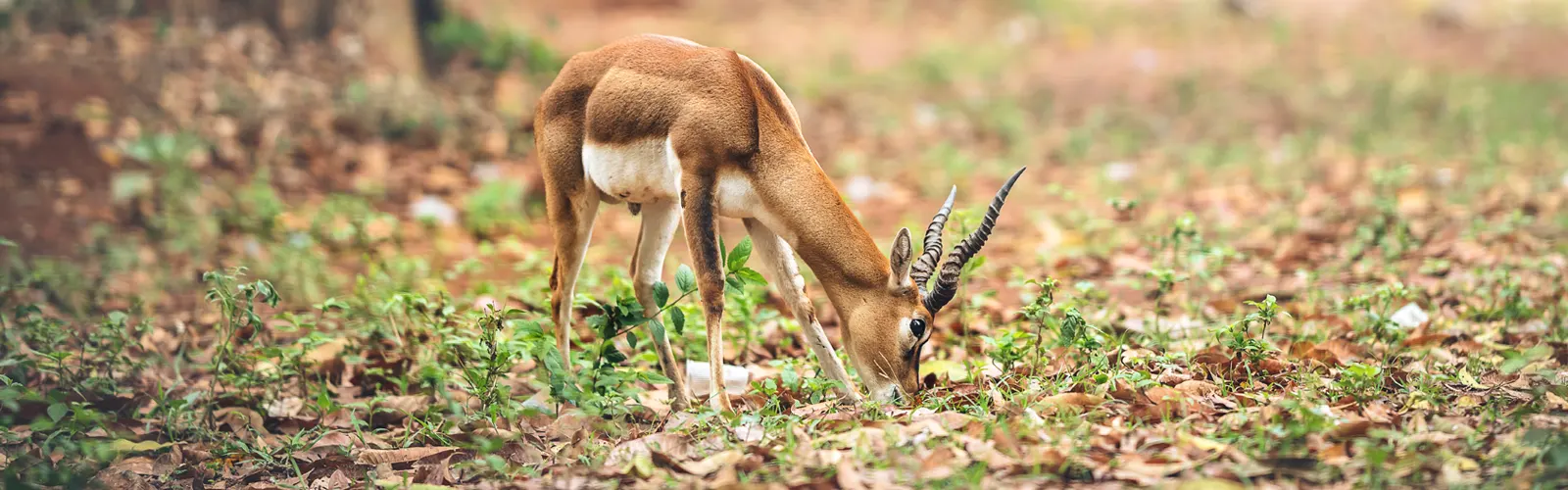 odisha-wildlife
